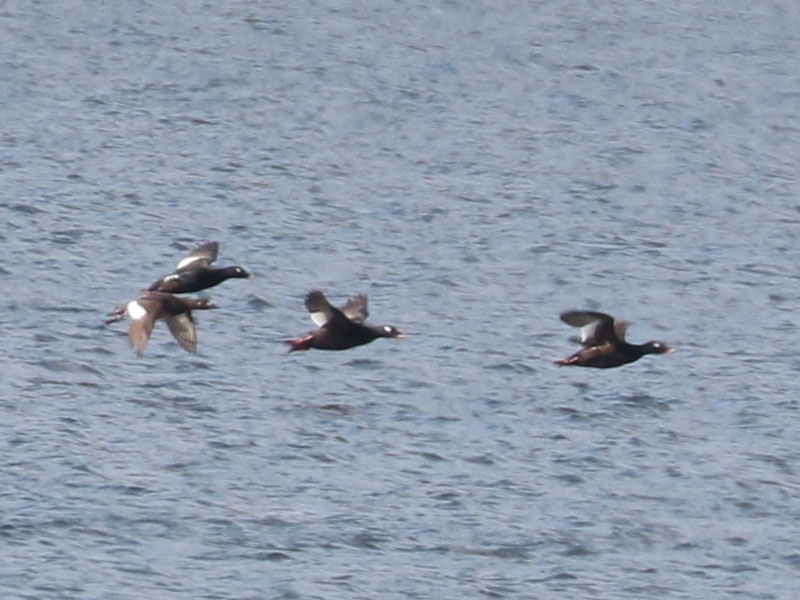 Mystery birds to be identified