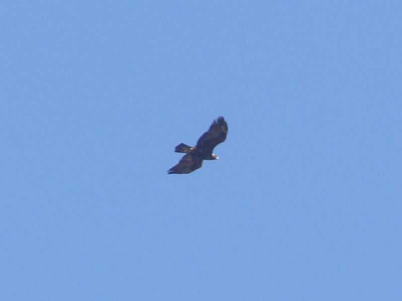 Mystery bird to be identified