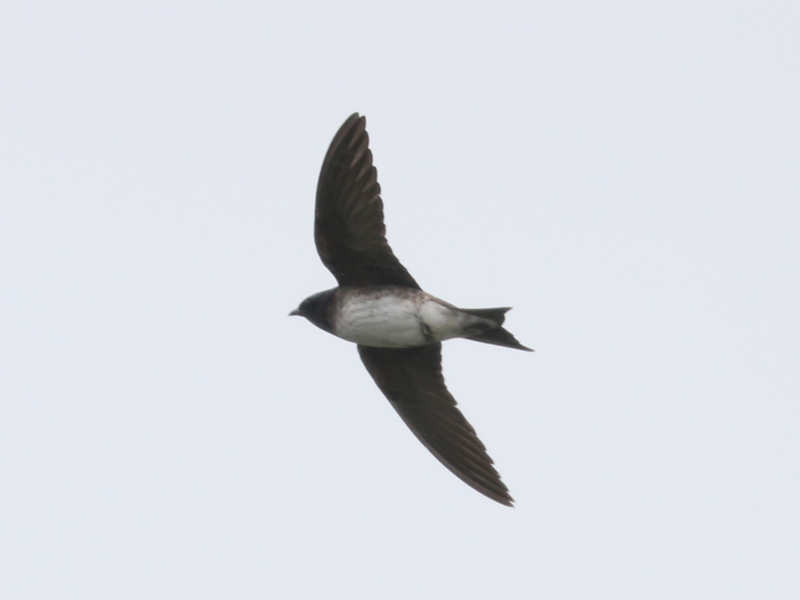 Mystery bird to be identified