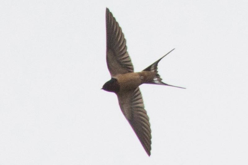 Bird to be identified