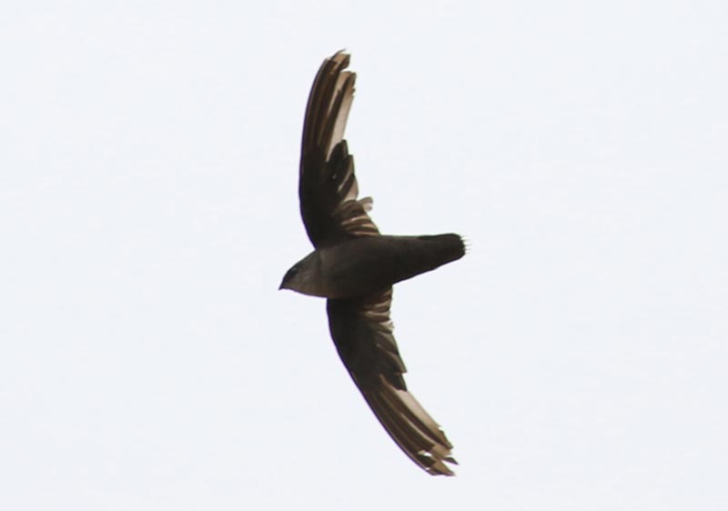 Bird to be identified
