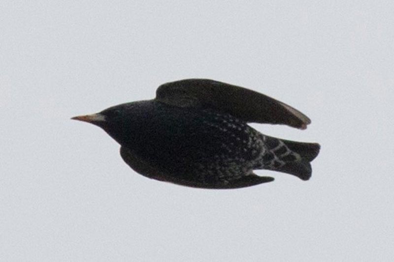 Bird to be identified
