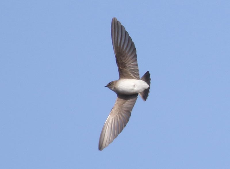 Bird to be identified