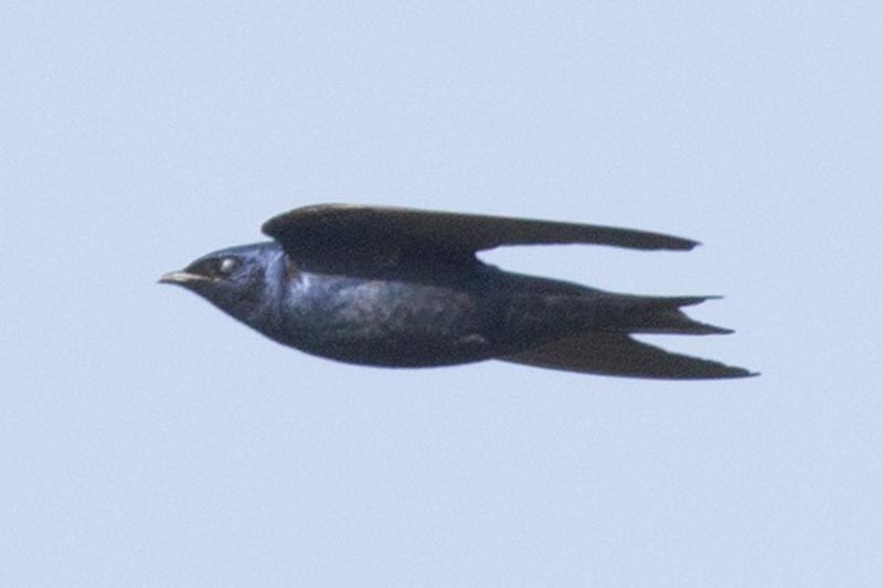 Bird to be identified