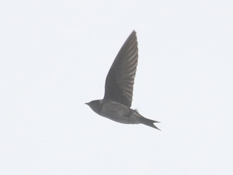 Bird to be identified