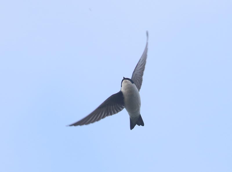 Bird to be identified