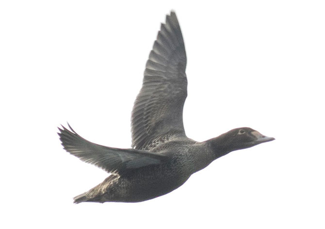 King Eider - 12/4/2016, Rose Valley Lake | © David Brown