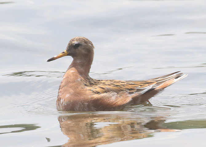 Red Phalarope - 5/25/2020, Rose Valley Lake | © Bobby Brown