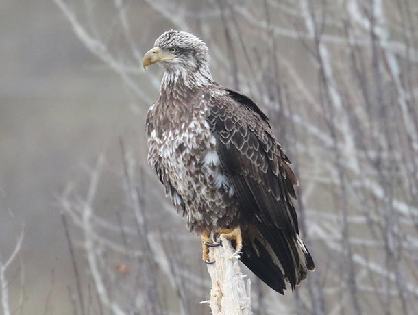 Bald Eagle