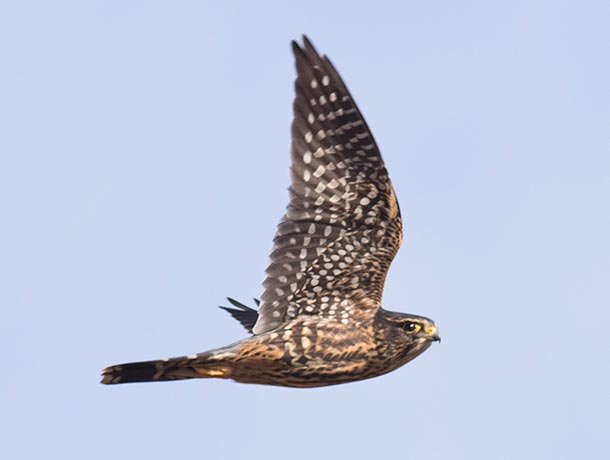 Merlin