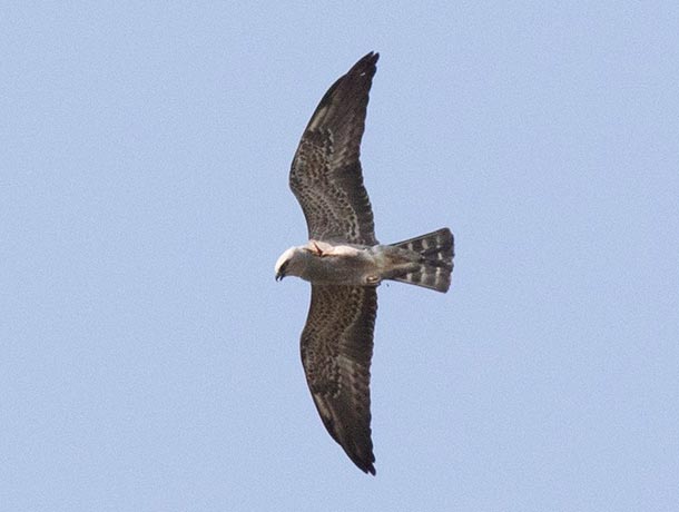 Mississippi Kite