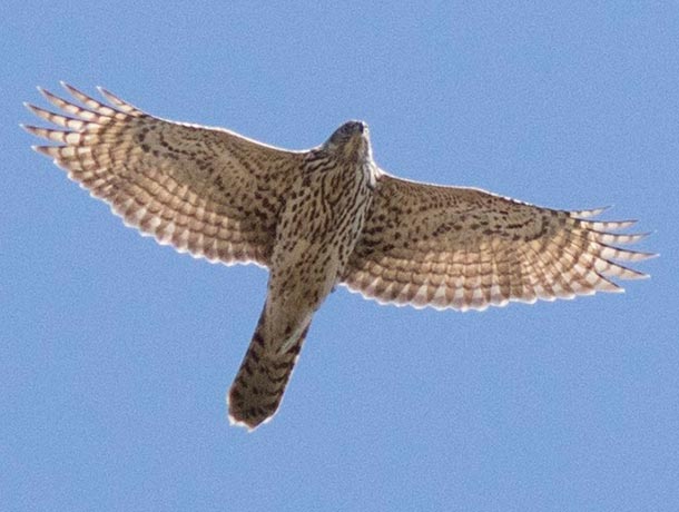 American Goshawk