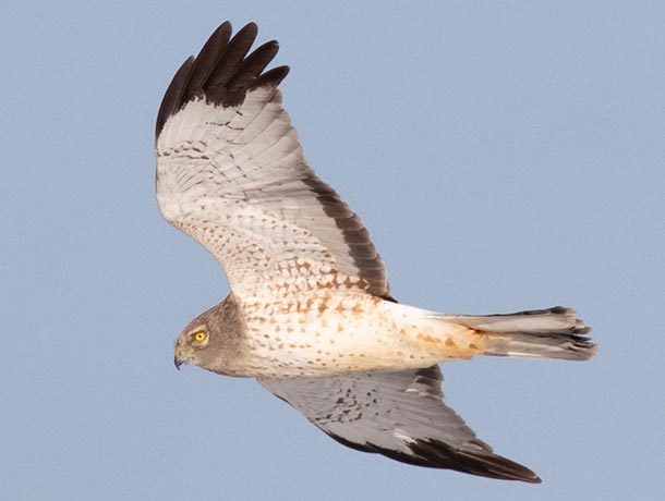 Northern Harrier