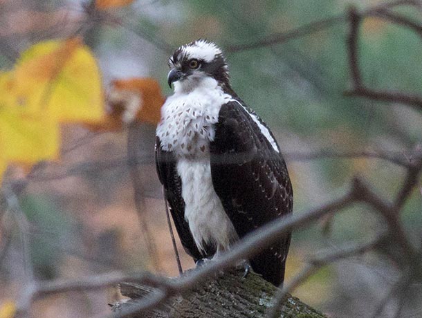 Osprey