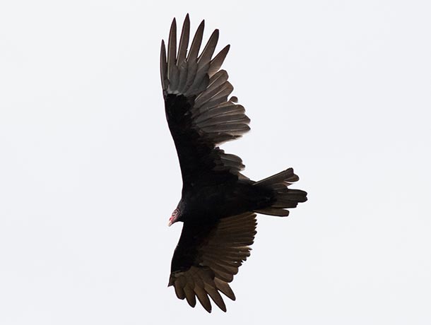 A Turley Vulture missing a good chunk of feathers in the secondaries