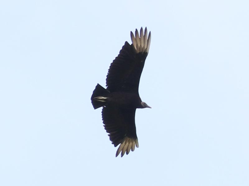 Quiz bird
