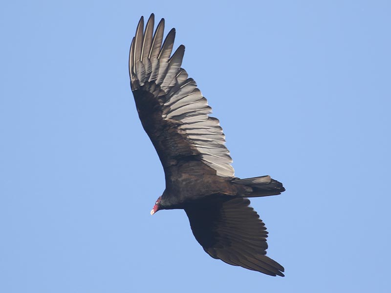 Quiz bird