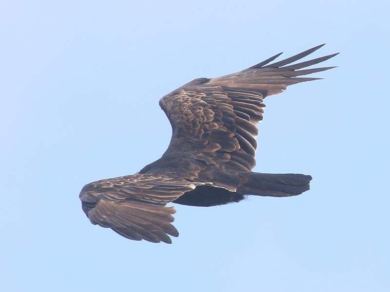 Quiz bird
