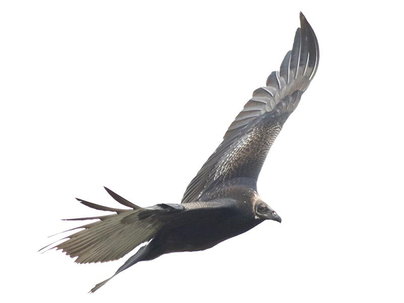 Quiz bird
