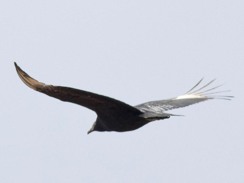 Quiz bird