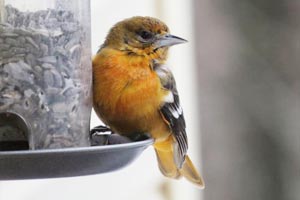 Baltimore Oriole - 1/9/17, near Haneyville © Donna Groves Dawson