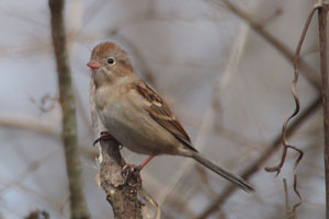 Field Sparrow - 2/24/17, SGL 252 © Bobby Brown