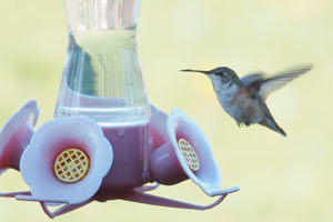 Rufous Hummingbird - 12/27/16, near Elimsport © Bobby Brown