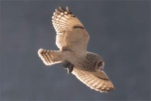 Short-eared Owl - 2/18/17, Mill Hill Rd. © David Brown
