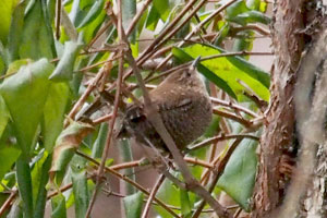 Winter Wren - 1/7/17, Lycoming County Conservation Trail © Bobby Brown
