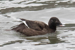 White-winged Scoter - 1/28/17, Williamsport Dam © David Brown