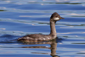 Eared Grebe - 9/12/16, Rose Valley Lake © Bill Snyder
