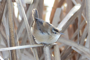 Marsh Wren - 10/29/16, Rose Valley Lake © Steve Pinkerton