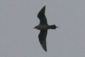 Parasitic Jaeger - 5/1/2016, Rose Valley Lake © David Brown