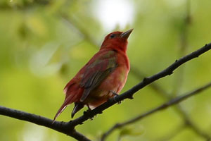 Summer Tanager - 5/8/2016, Canfield Island © Steve Pinkerton