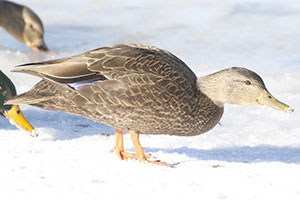 American Black Duck - 1/14/18, Indian Park © Bobby Brown
