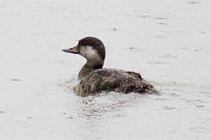 Black Scoter - 2/24/18, Williamsport Dam © David Brown