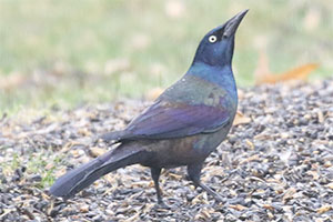 Common Grackle - 2/24/18, Montoursville © Bobby Brown