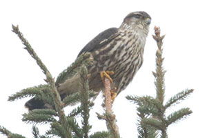 Merlin - 2/16/18, Pennsdale © Bobby Brown