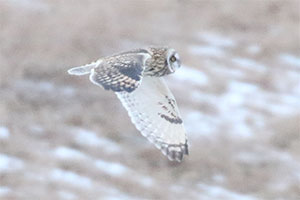Short-eared Owl - 1/7/18, Mill Hill Rd. © Bobby Brown