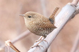 Winter Wren - 2/25/18, Mill St. © Bobby Brown