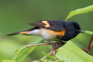 American Redstart - 5/6/17, Trout Run Park © David Brown
