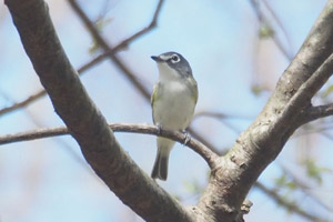 Blue-headed Vireo - 4/16/17, Mill St. © Bobby Brown