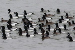 Greater Scaup - 3/10/17, Williamsport Dam © David Brown