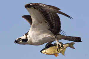 Osprey - 4/11/17, Rose Valley Lake © David Brown