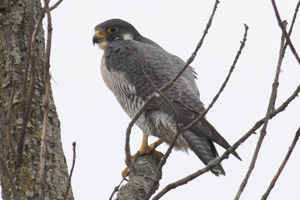 Peregrine Falcon - 3/20/17, Williamsport Dam © David Brown