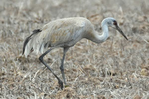 Sandhill Crane - 4/15/17, South Williamsport Park © Bobby Brown