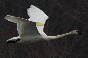 Trumpeter Swan - 3/25/17, Rose Valley Lake © David Brown