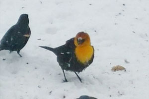 Yellow-headed Blackbird - 3/15/17, Montgomery © Mark Hull