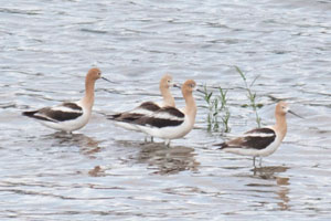 American Avocets - 7/14/17, Williamsport Dam © David Brown