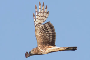 Northern Harrier - 6/24/17, Cogan House Twp. © David Brown